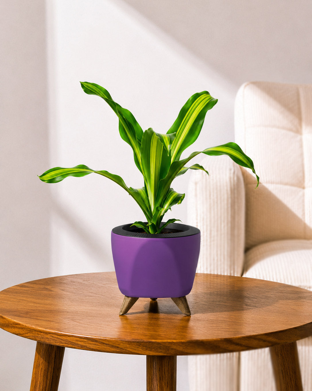 Dracaena Fragrans