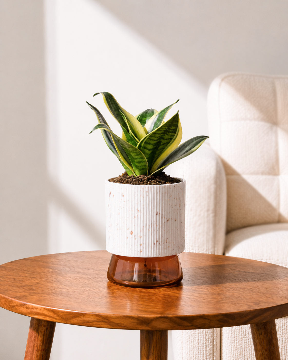 Golden Hahnii Snake Plant