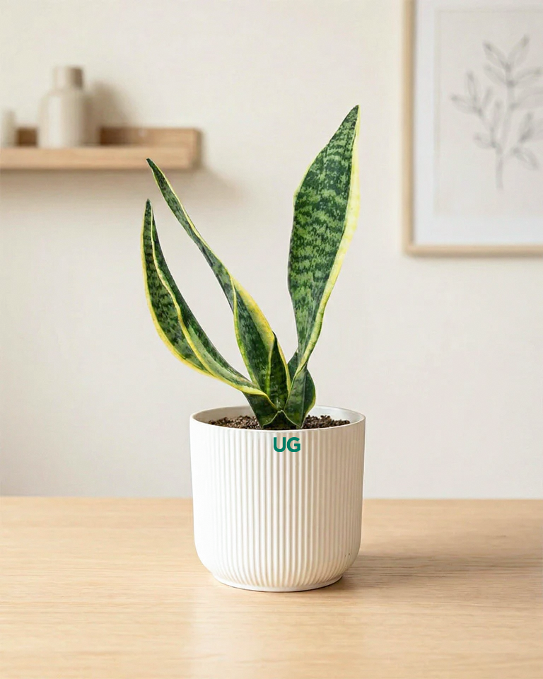 Golden Hahnii Snake Plant, Syngonium podophyllum, and Chamaedorea Plant Combo