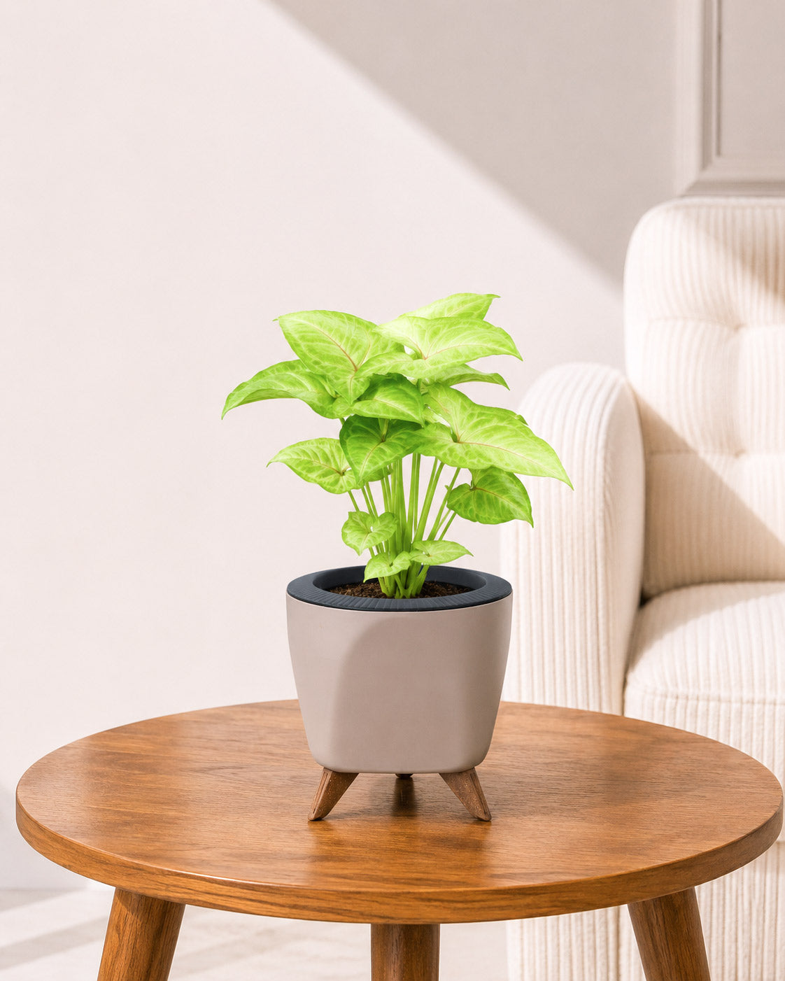 Syngonium Plant in Self-Watering Planter