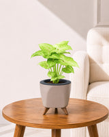 Syngonium Plant in Self-Watering Planter