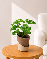 Philodendron Broken Heart In Self Watering Pot