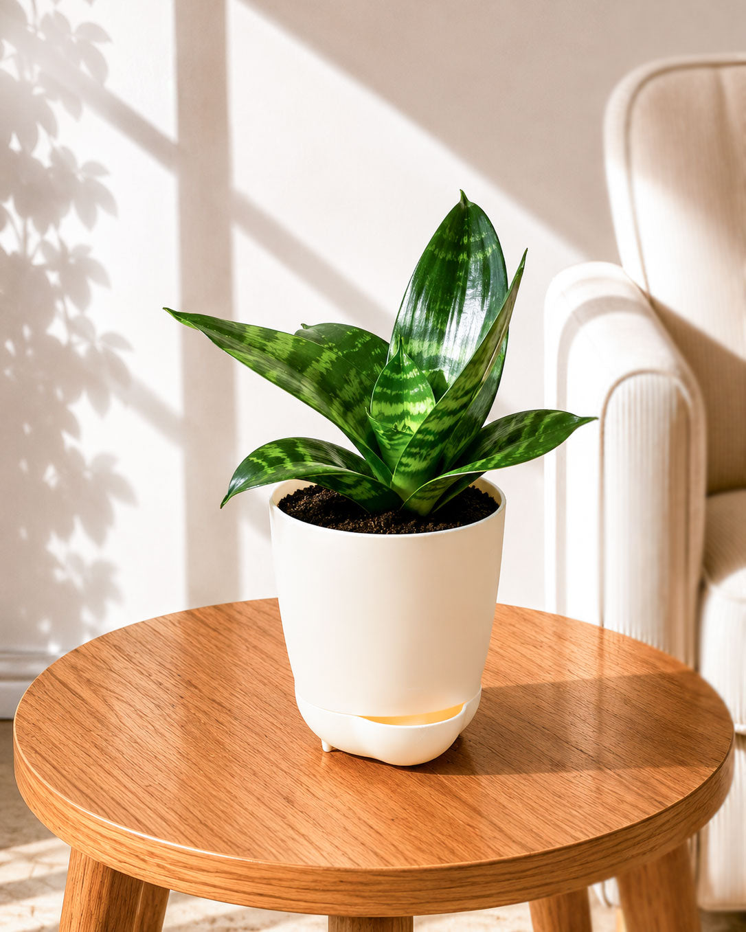 Sansevieria Snake Plant