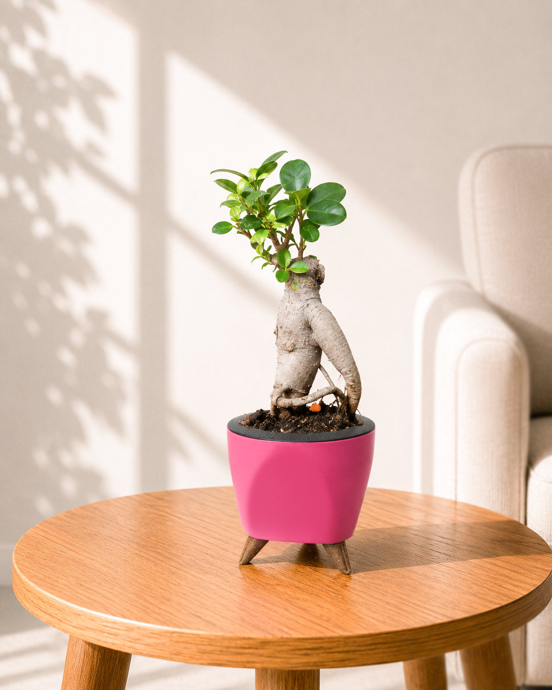 Ficus bonsai In Self-Watering (Small)