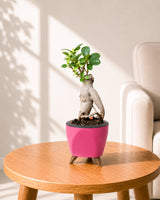 Ficus bonsai In Self-Watering (Small)