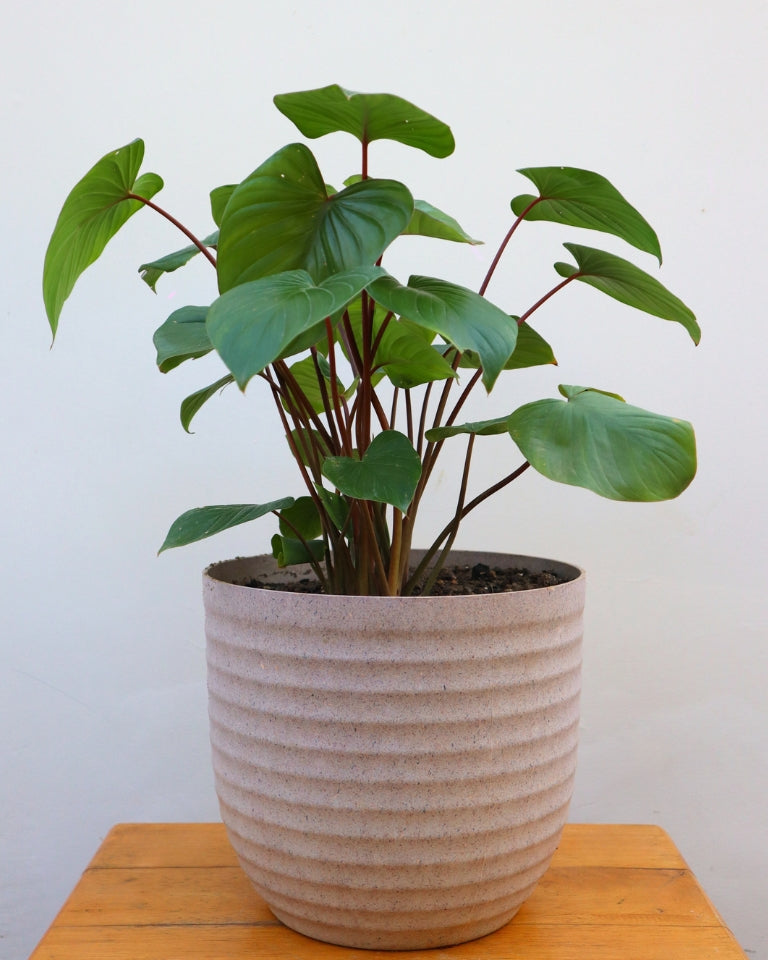 Homalomena Plant in Eco Planter