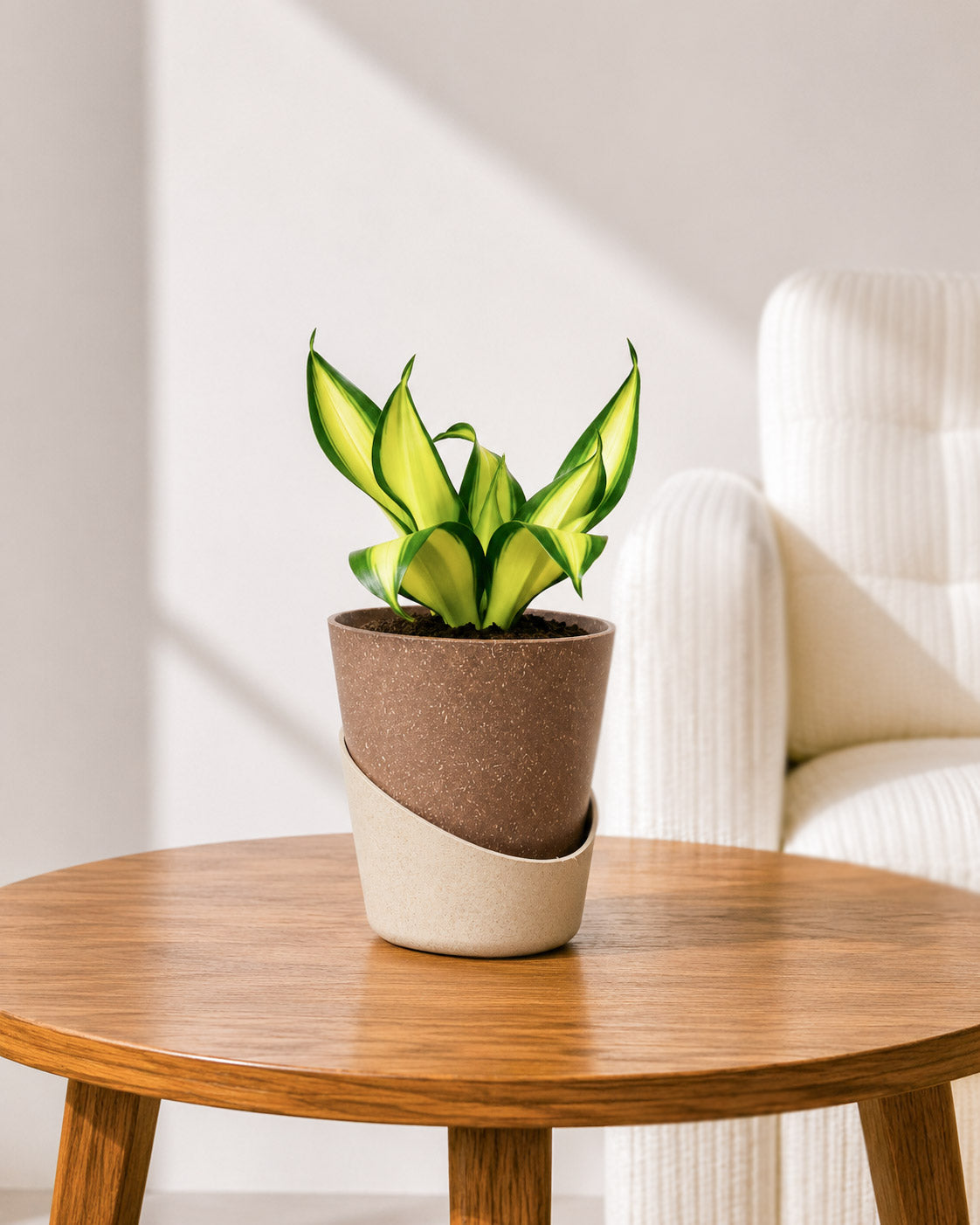 Twist Snake Plant in Self Watering Pot