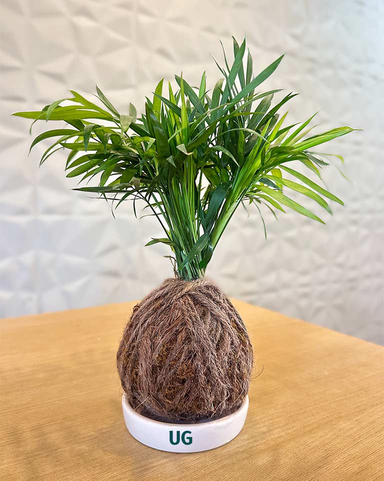Chamaedorea (Chamaedorea elegans) Kokedama