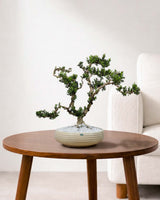 Buxus Sinica (Bonsai)