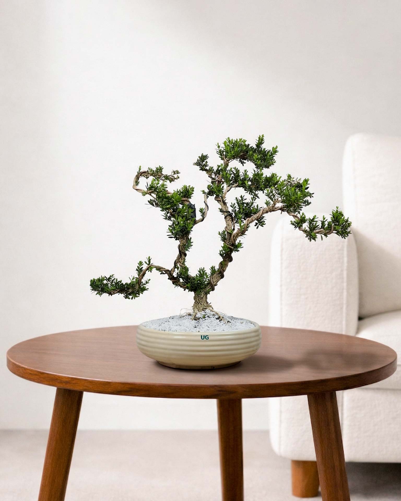 Buxus Sinica (Bonsai)