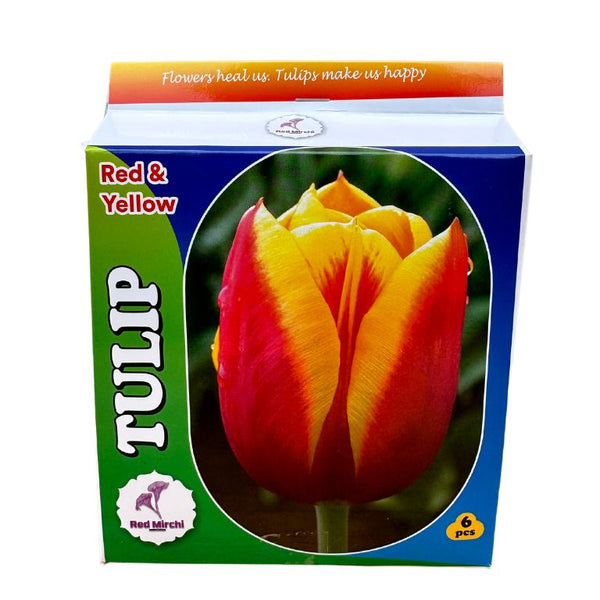 Shop Holland Tulip Bulbs (Pack of 6) online Unlimited Greens unlimitedgreens
