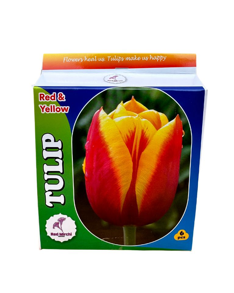 Holland Tulip Bulbs (Pack of 6 Bulbs)