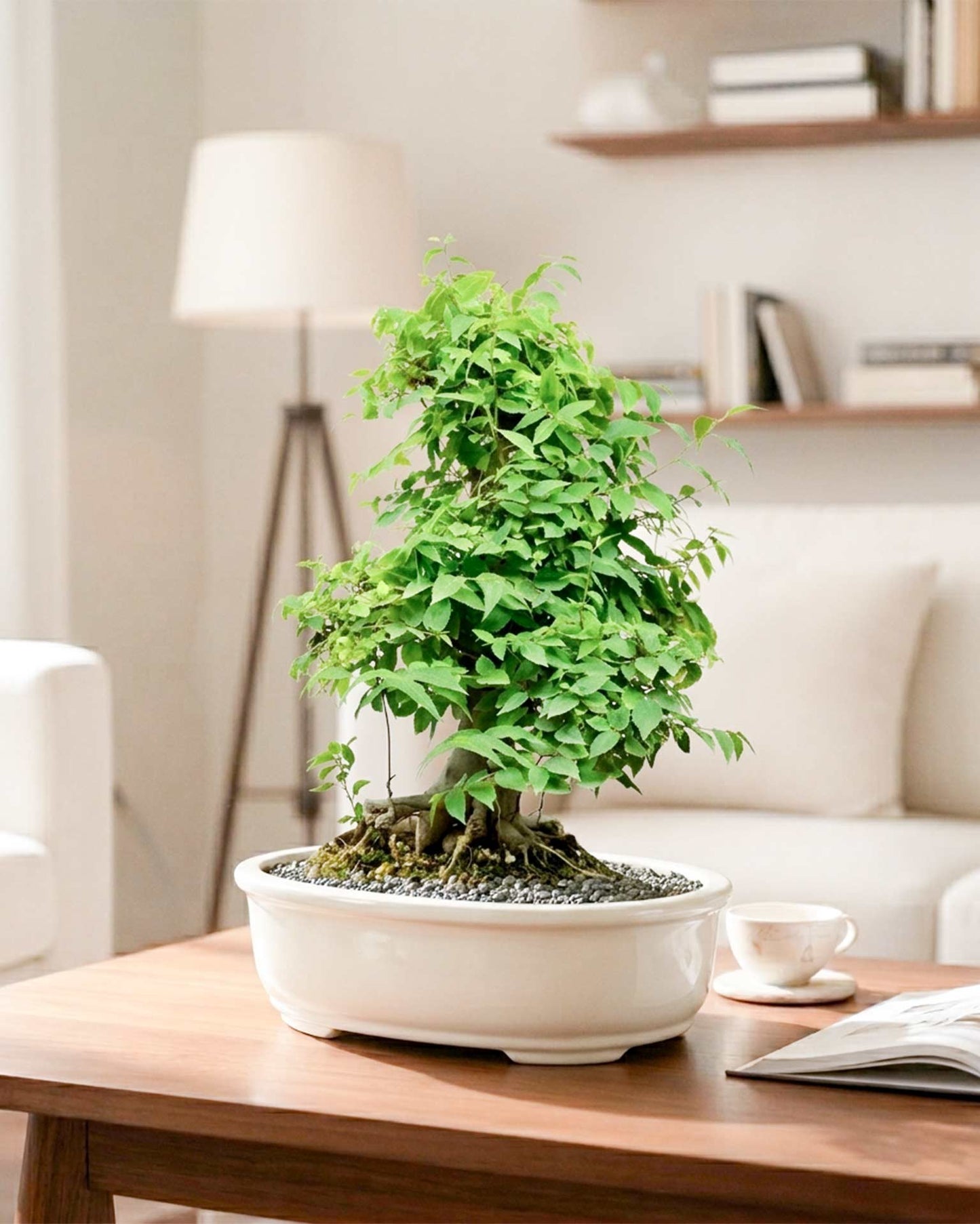 Celtis Bonsai (30 Years Old)