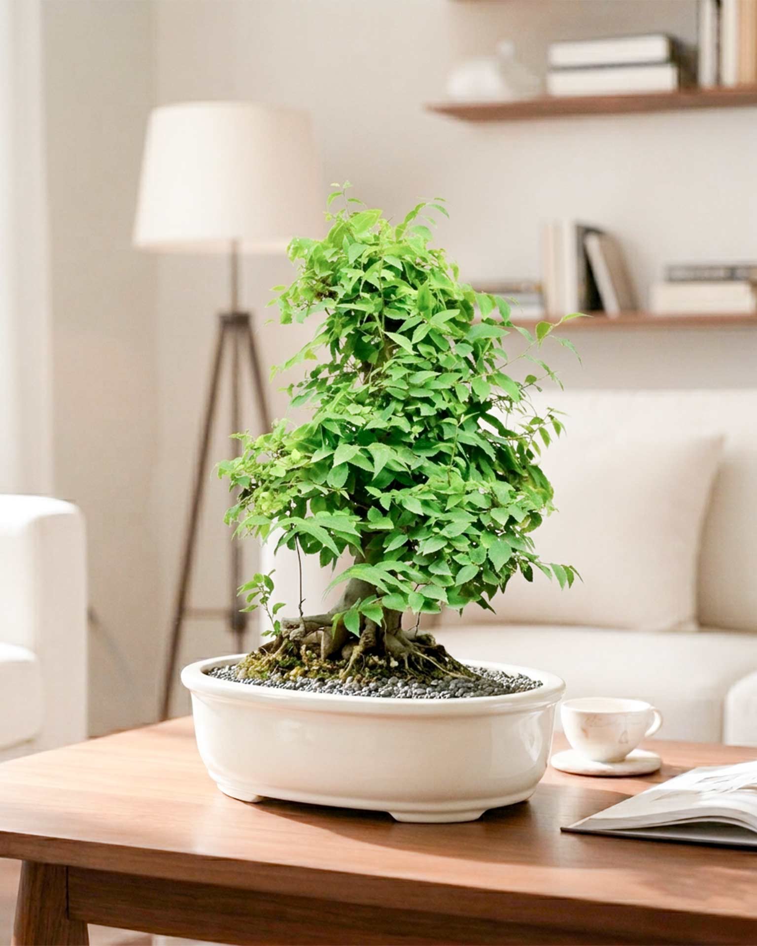 Celtis Bonsai (30 Years Old)