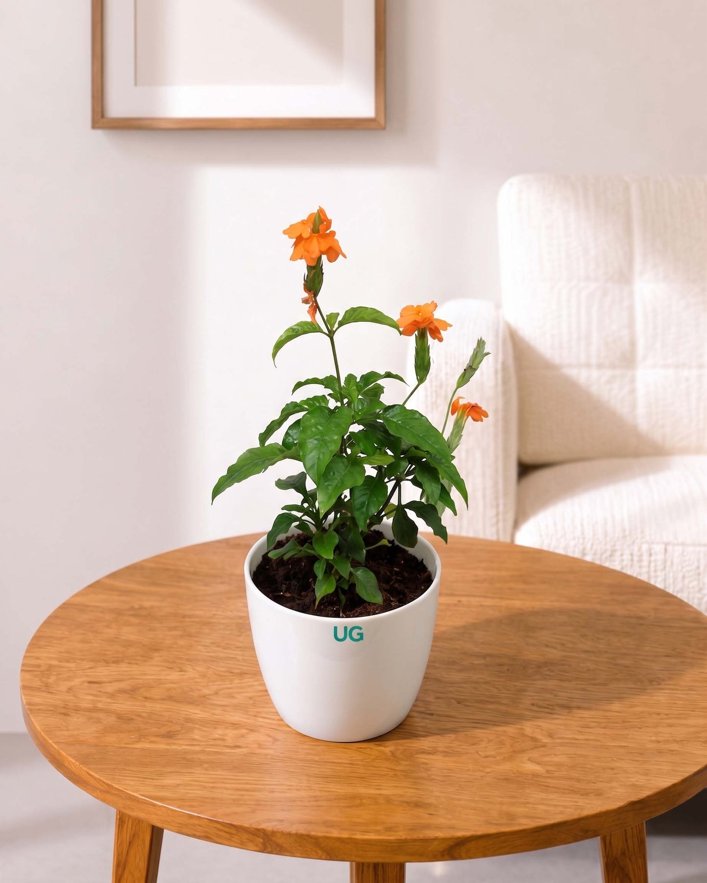 Crossandra Infundibuliformis