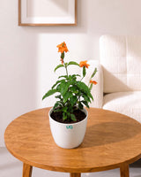 Crossandra Infundibuliformis