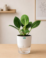 Birkin Plant, Lucky Bamboo (2 Layer), and Syngonium Pink Combo