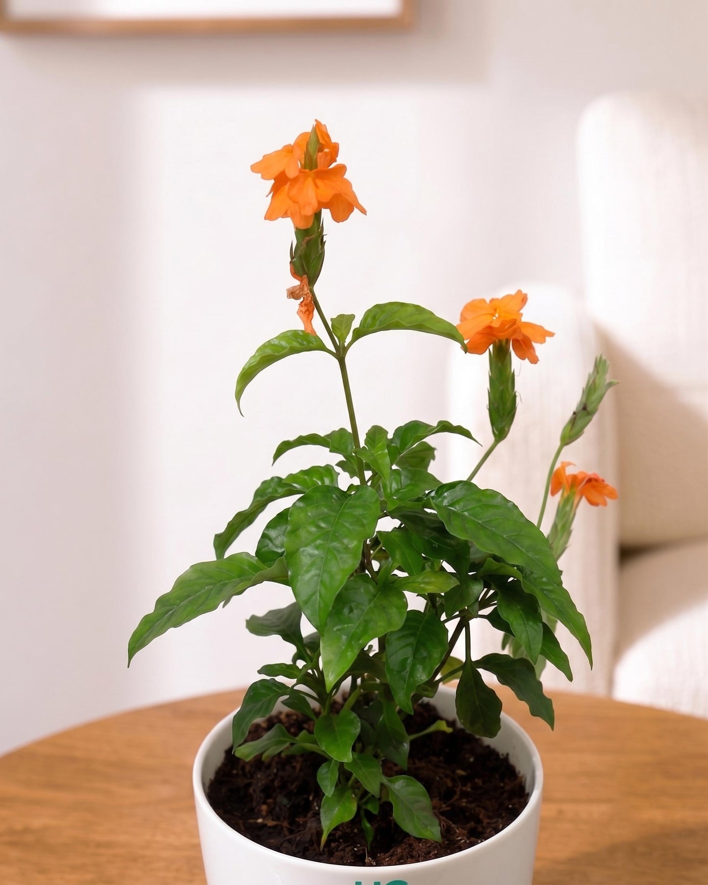 Crossandra Infundibuliformis