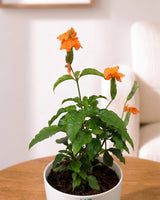 Crossandra Infundibuliformis