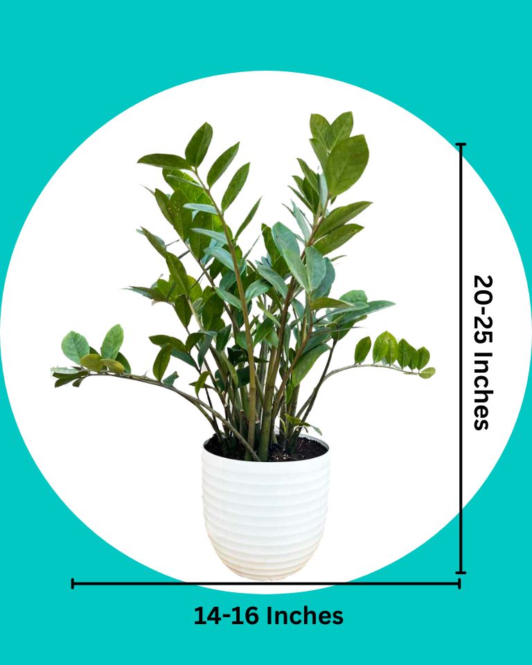 Zz Plant Large