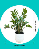 Zz Plant Large