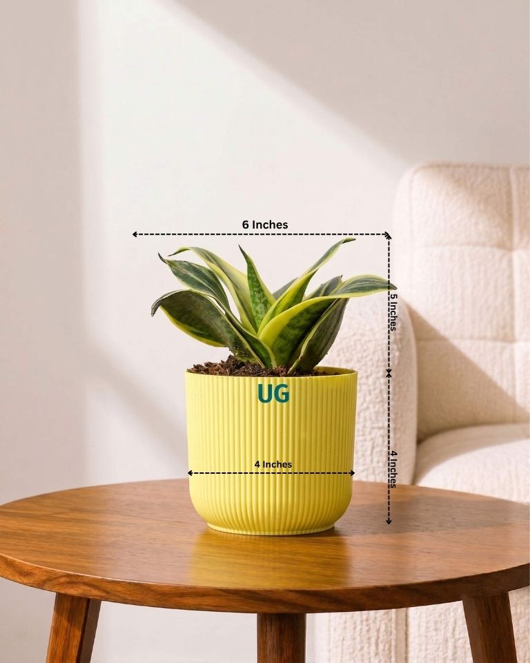 Golden Hahnii Snake Plant