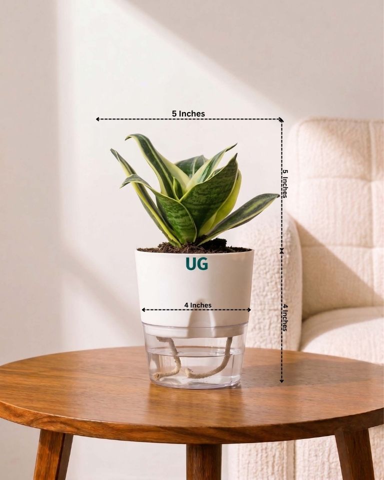 Golden Hahnii Snake Plant