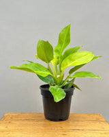 Philodendron Moonshine, Moonlight online India