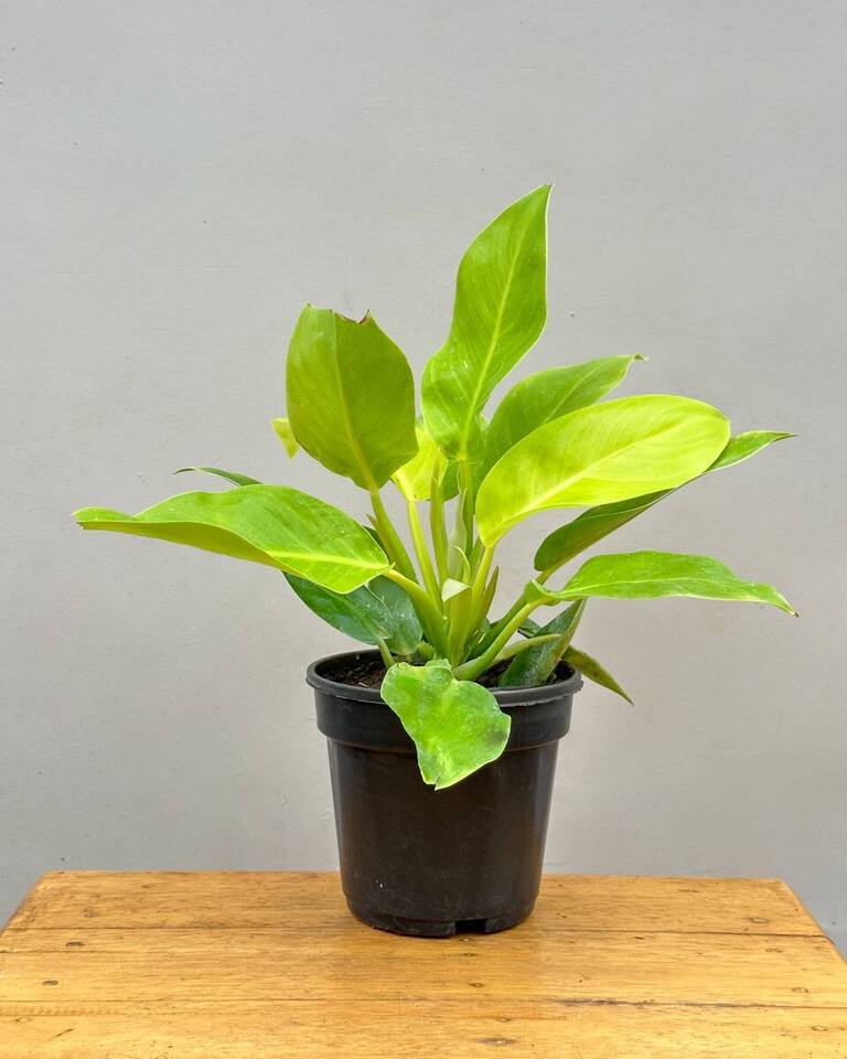 Philodendron Moonshine, Moonlight online India