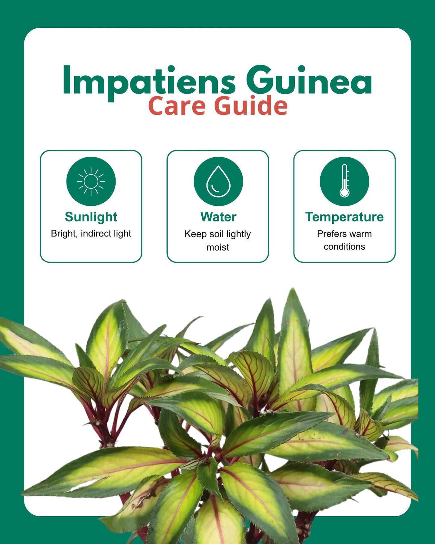 Impatiens Guinea Plant