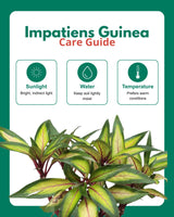 Impatiens Guinea Plant