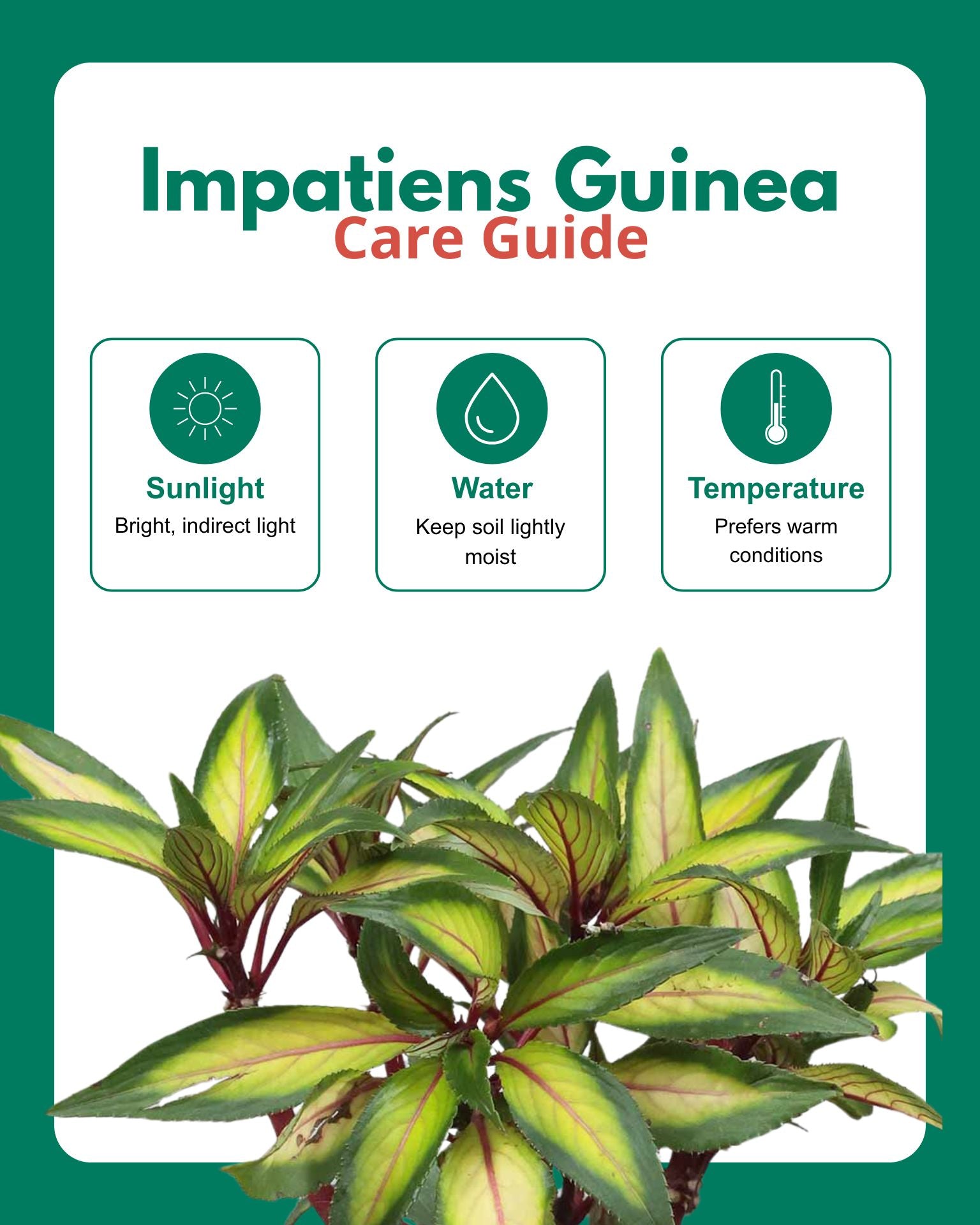 Impatiens Guinea Plant