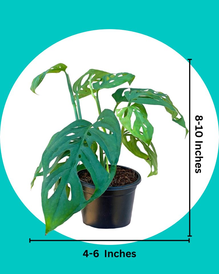 Broken Heart Plant