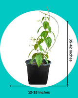 Bleeding Heart Vine Plant