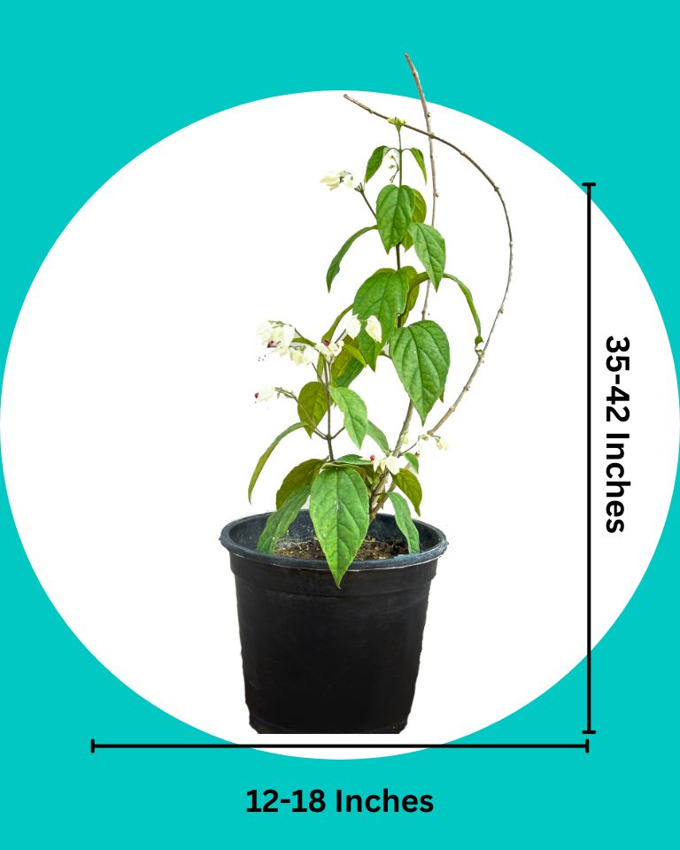 Bleeding Heart Vine Plant