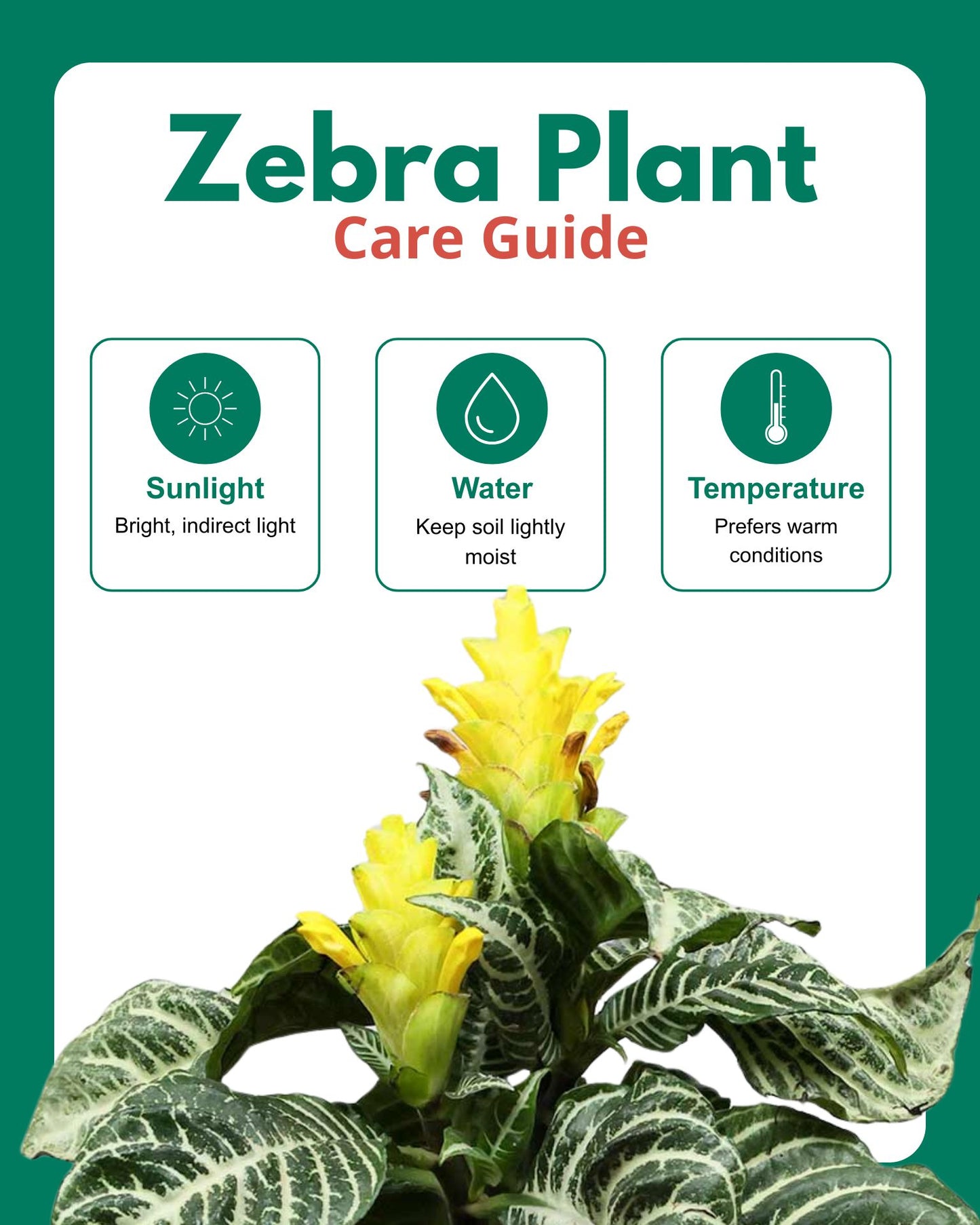 Zebra Plant