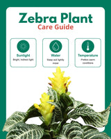Zebra Plant