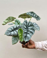 Alocasia Dragonscale Plant