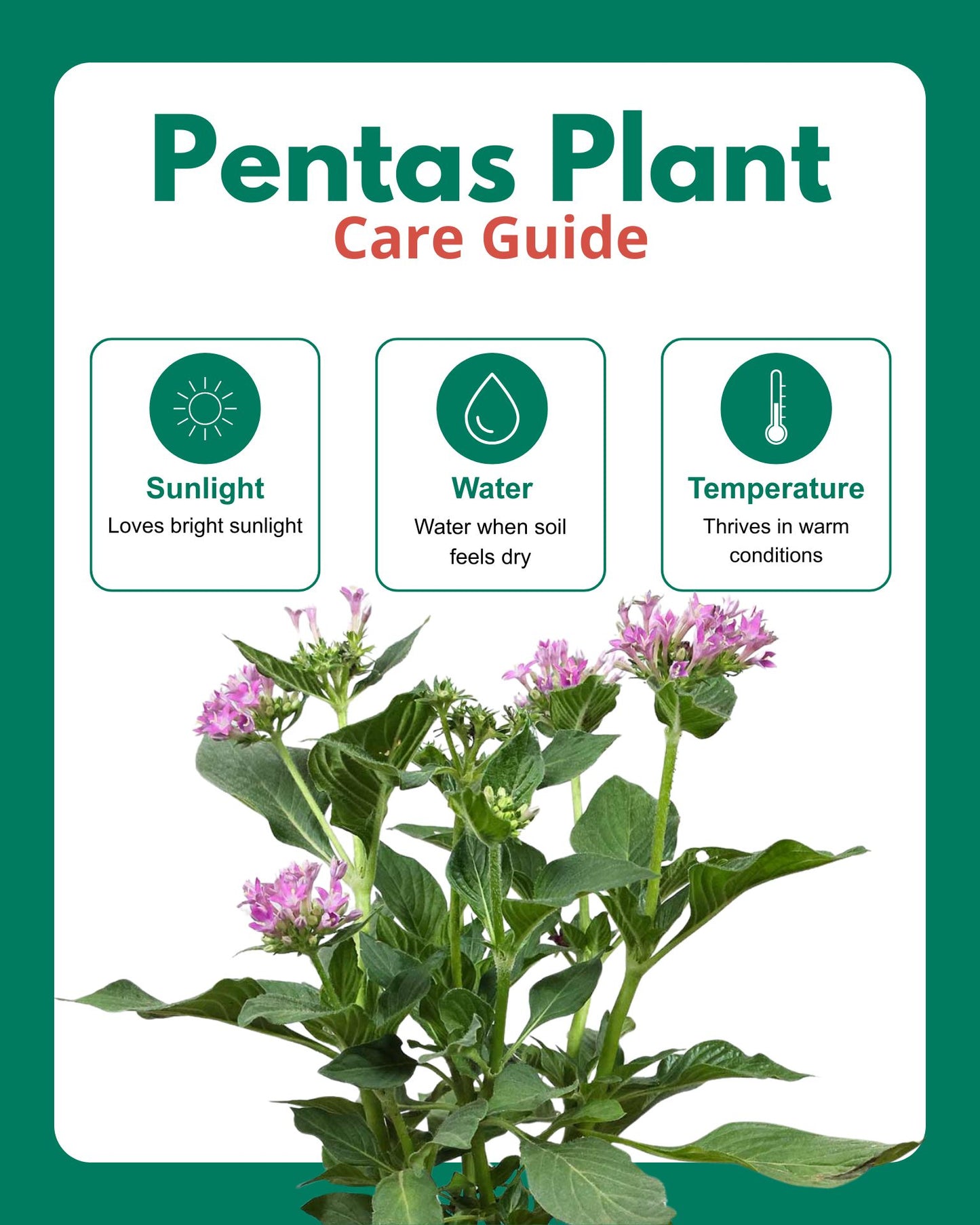 Pentas Plant