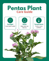Pentas Plant