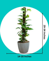 Green Money Plant with Moss Stick