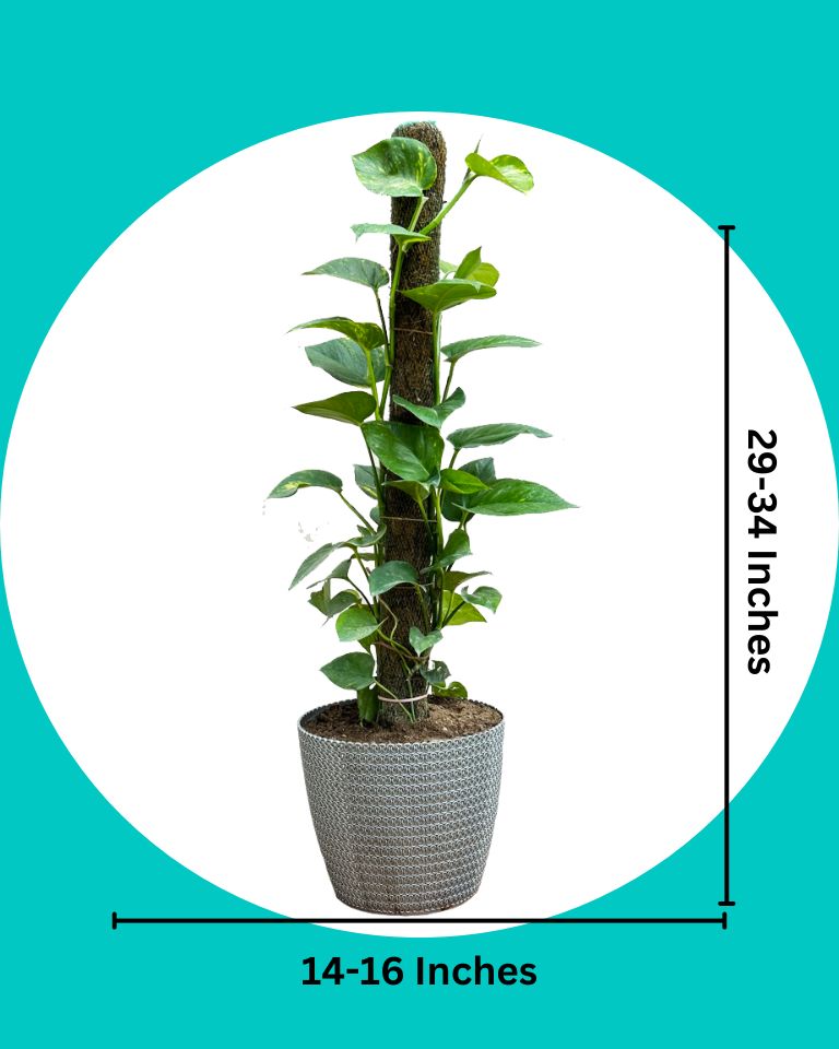 Green Money Plant with Moss Stick