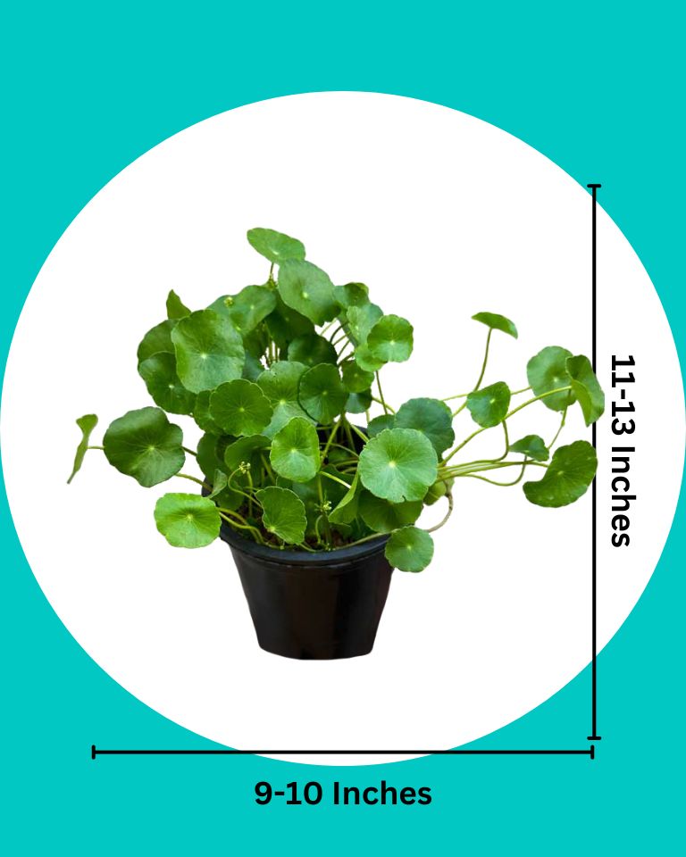 Marsh Pennywort Plant