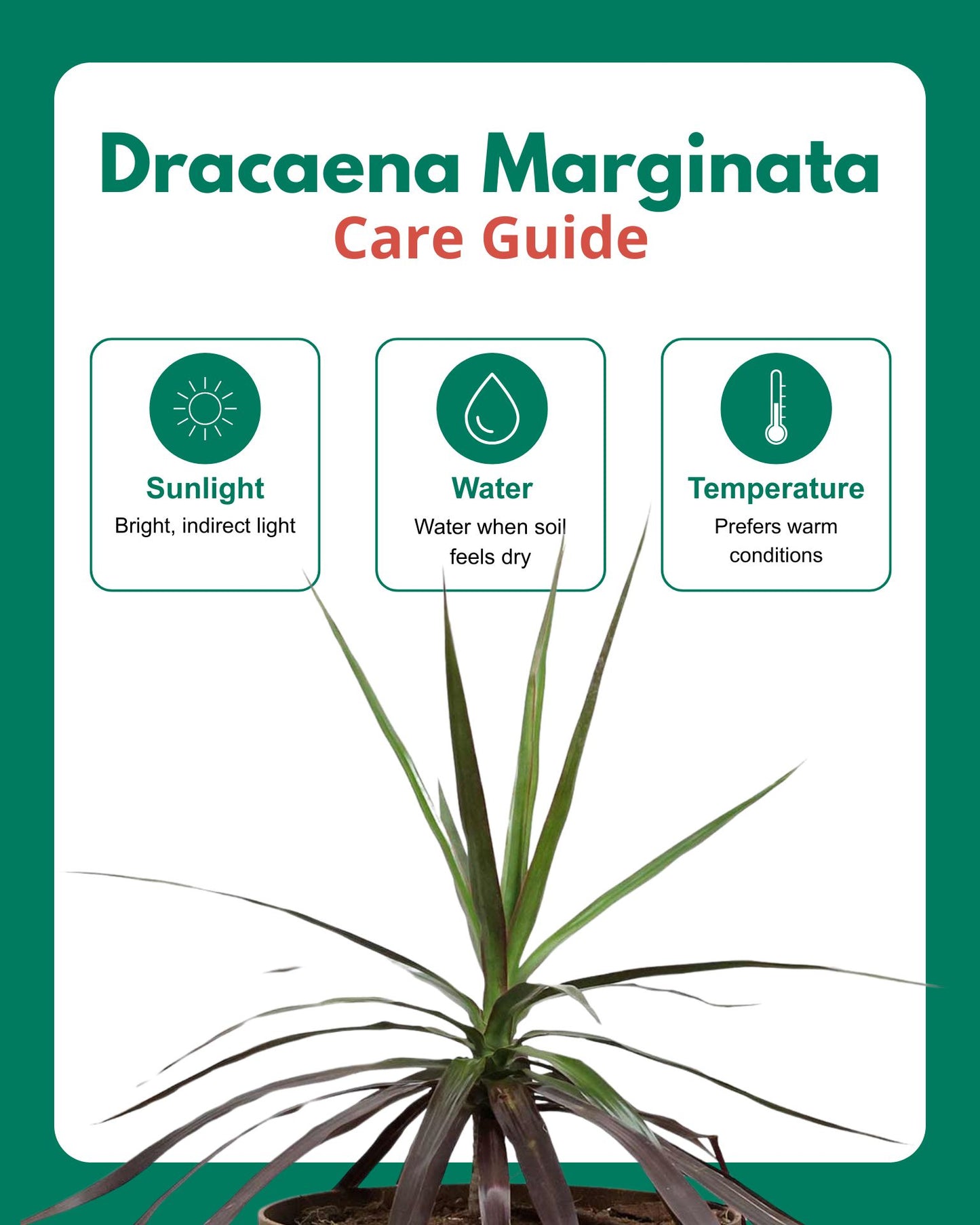 Dracaena Marginata Plant