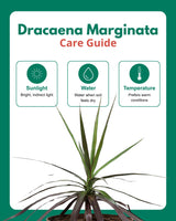 Dracaena Marginata Plant