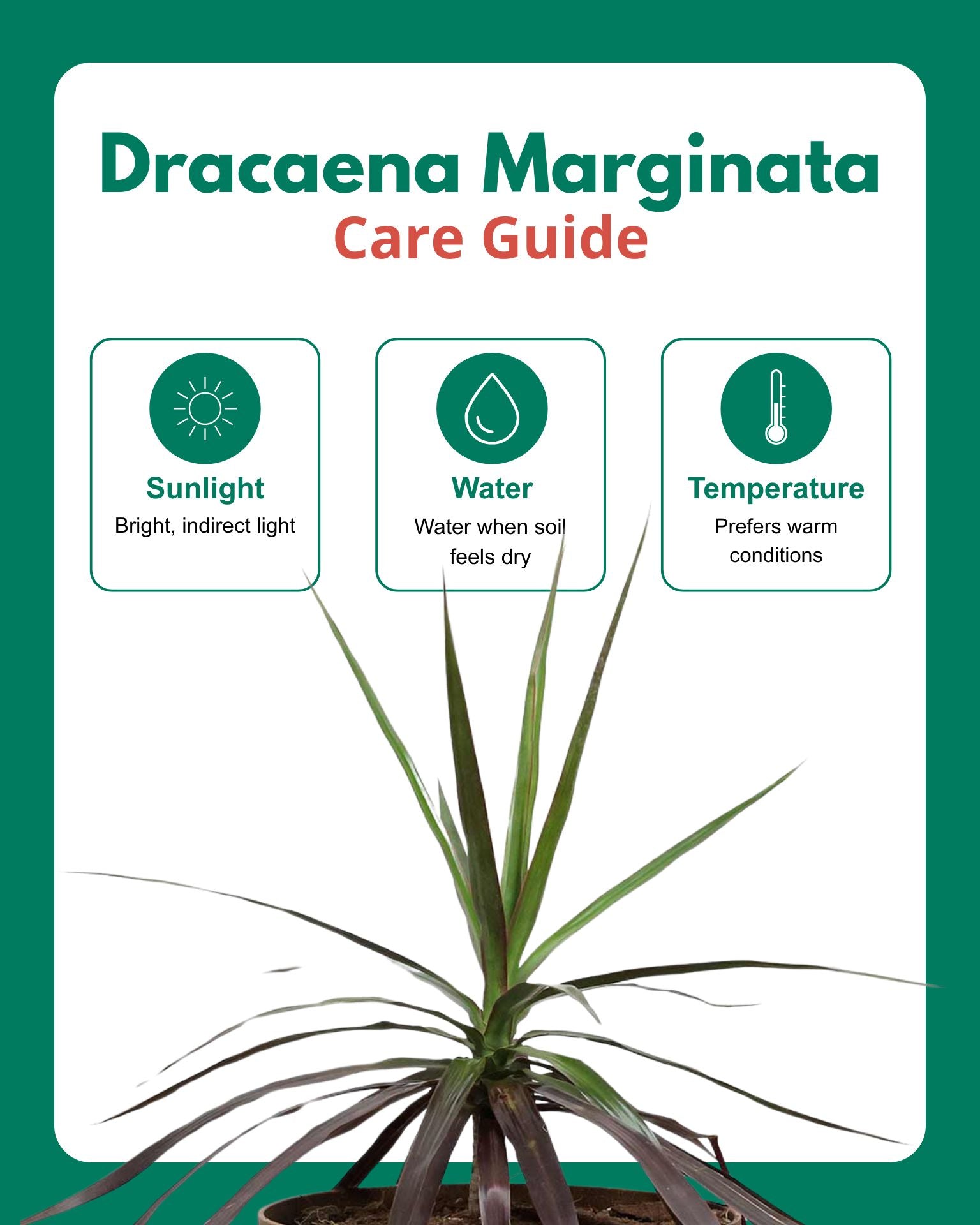 Dracaena Marginata Plant
