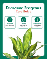 Dracaena Fragrans Medium