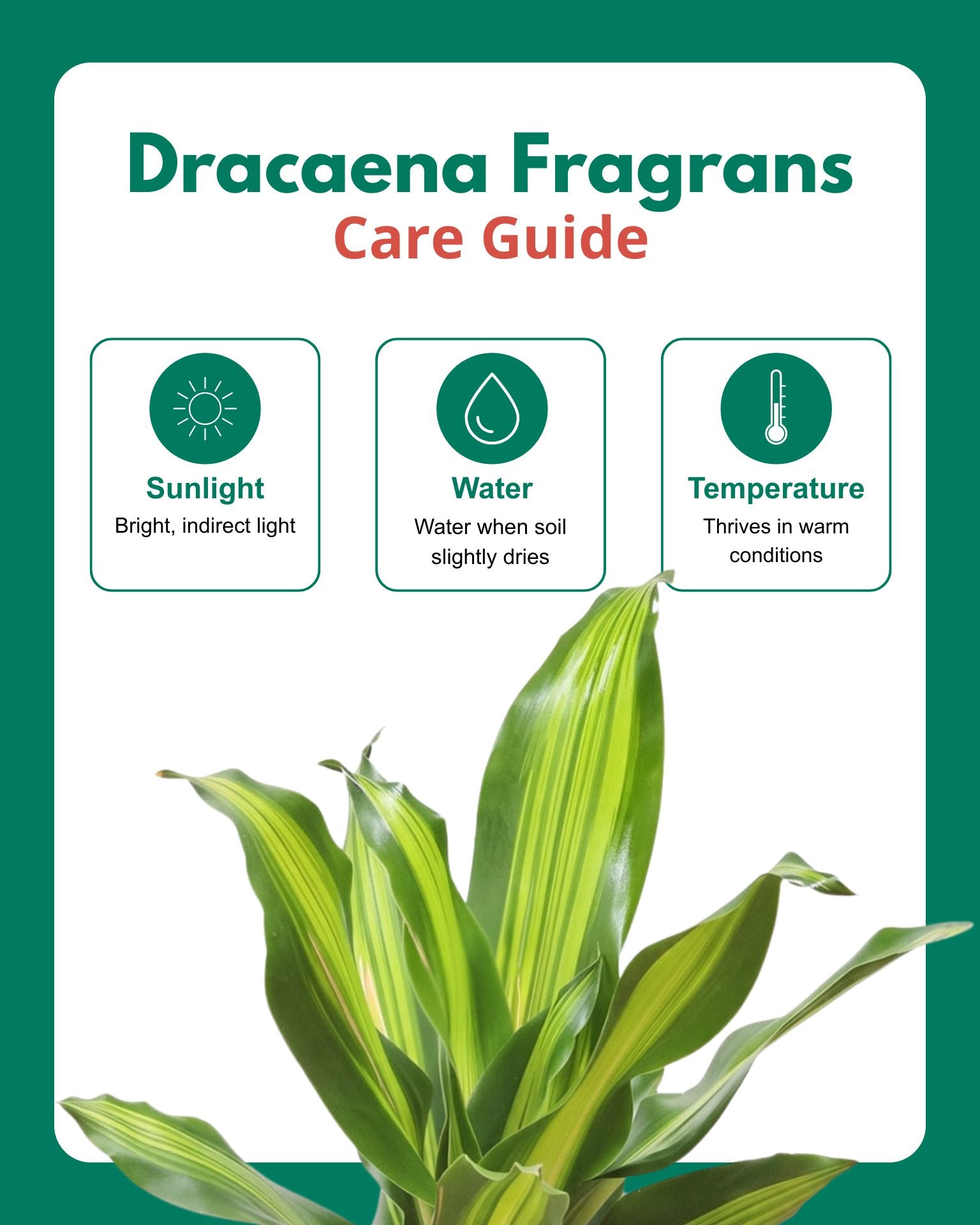 Dracaena Fragrans Medium
