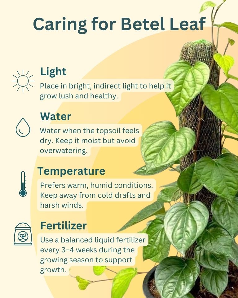 where to keep betel leaf plant in house Betel Leaf Plant – unlimitedgreens