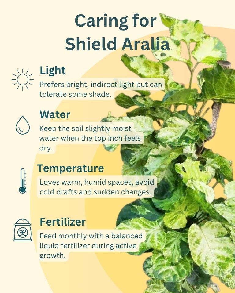 Shield Aralia Plant in an 8" eco-planter